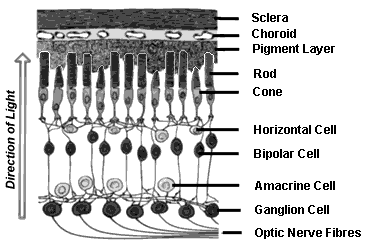 Retina Cross-Section
